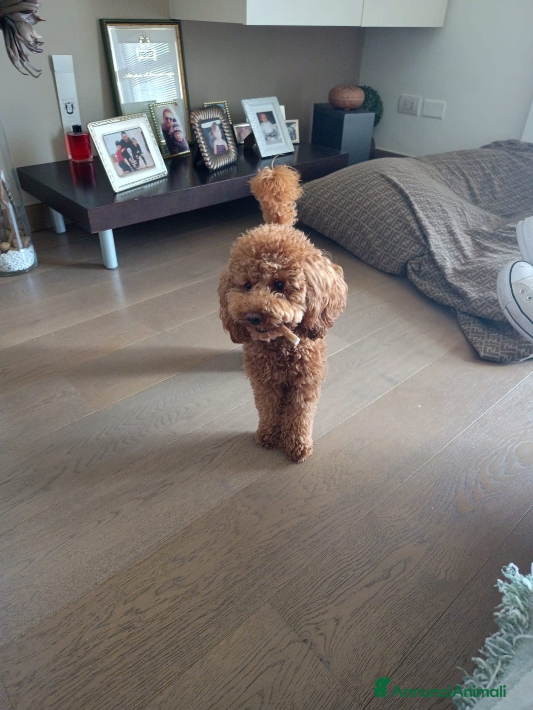 Barboncino cani per accoppiamento: Barboncino Nano per accoppiamento  - Annuncio 4