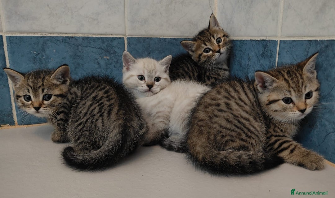 Meticcio gatti in vendita: Gattini - Annuncio 2