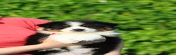 Australian Shepherd cani in vendita: Cuccioli di pastore australiano  - Annuncio 4