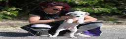Meticcio cani in regalo: sophie  - Annuncio 4