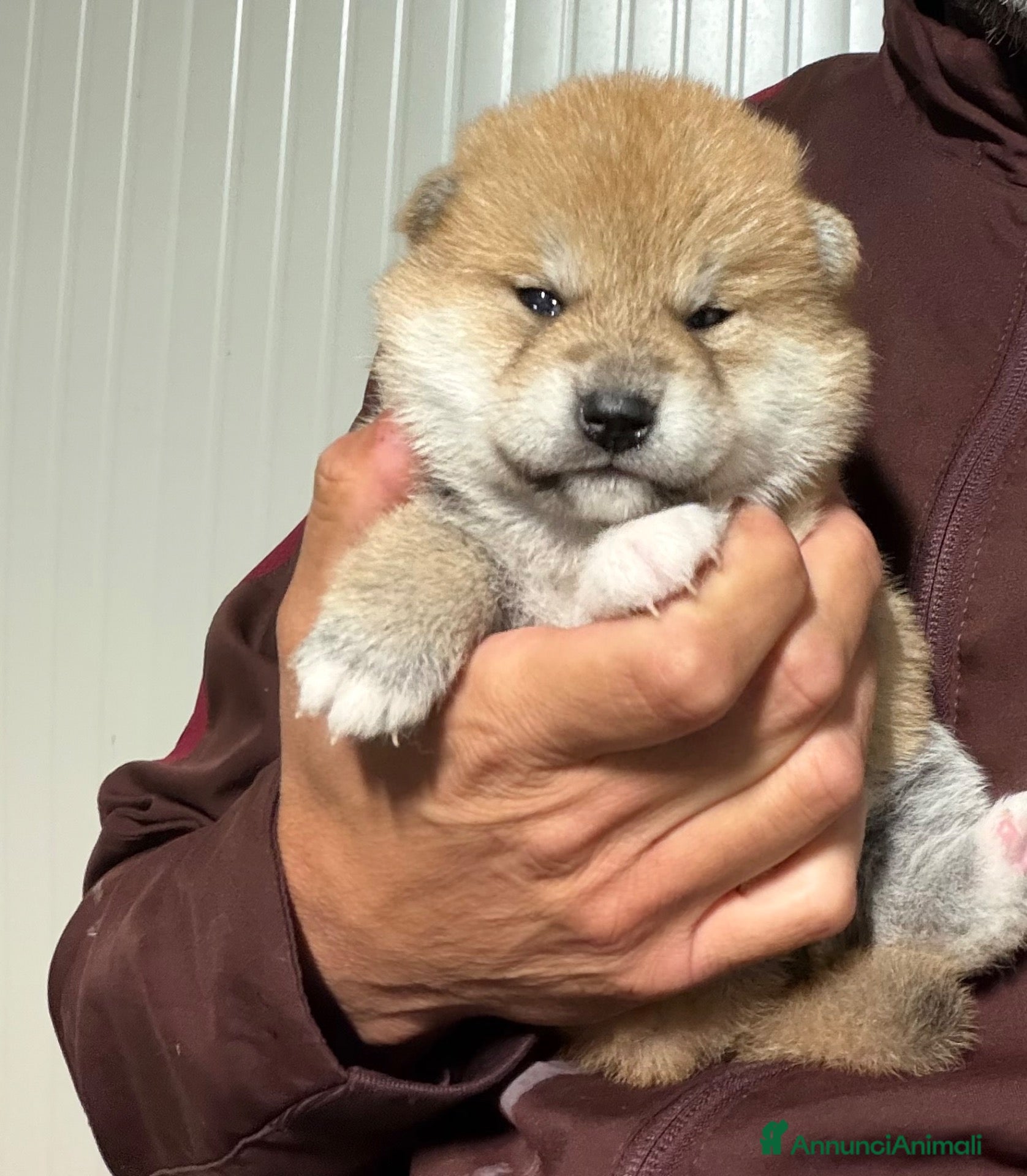 Shiba Inu cani in vendita: Shiba Inu cuccioli con Pedigree - Annuncio 1