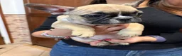 Bulldog Francese cani in vendita: Ultimi due cuccioli disponibili  - Annuncio 6