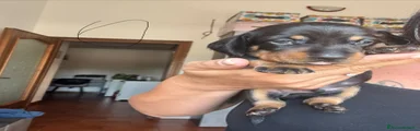 Bassotto 1