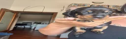 Bassotto cani in vendita: Prenotazione cuccioli - Annuncio 5