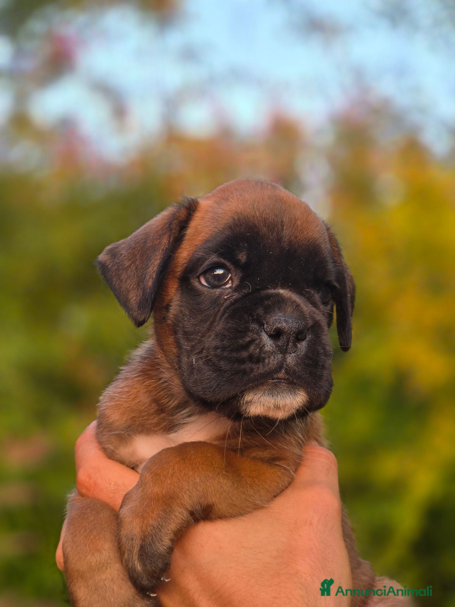 Boxer cani in vendita: Cuccioli boxer  - Annuncio 1