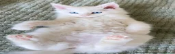 Maine Coon gatti in vendita: Gattini Maine coon di razza pura - Annuncio 10