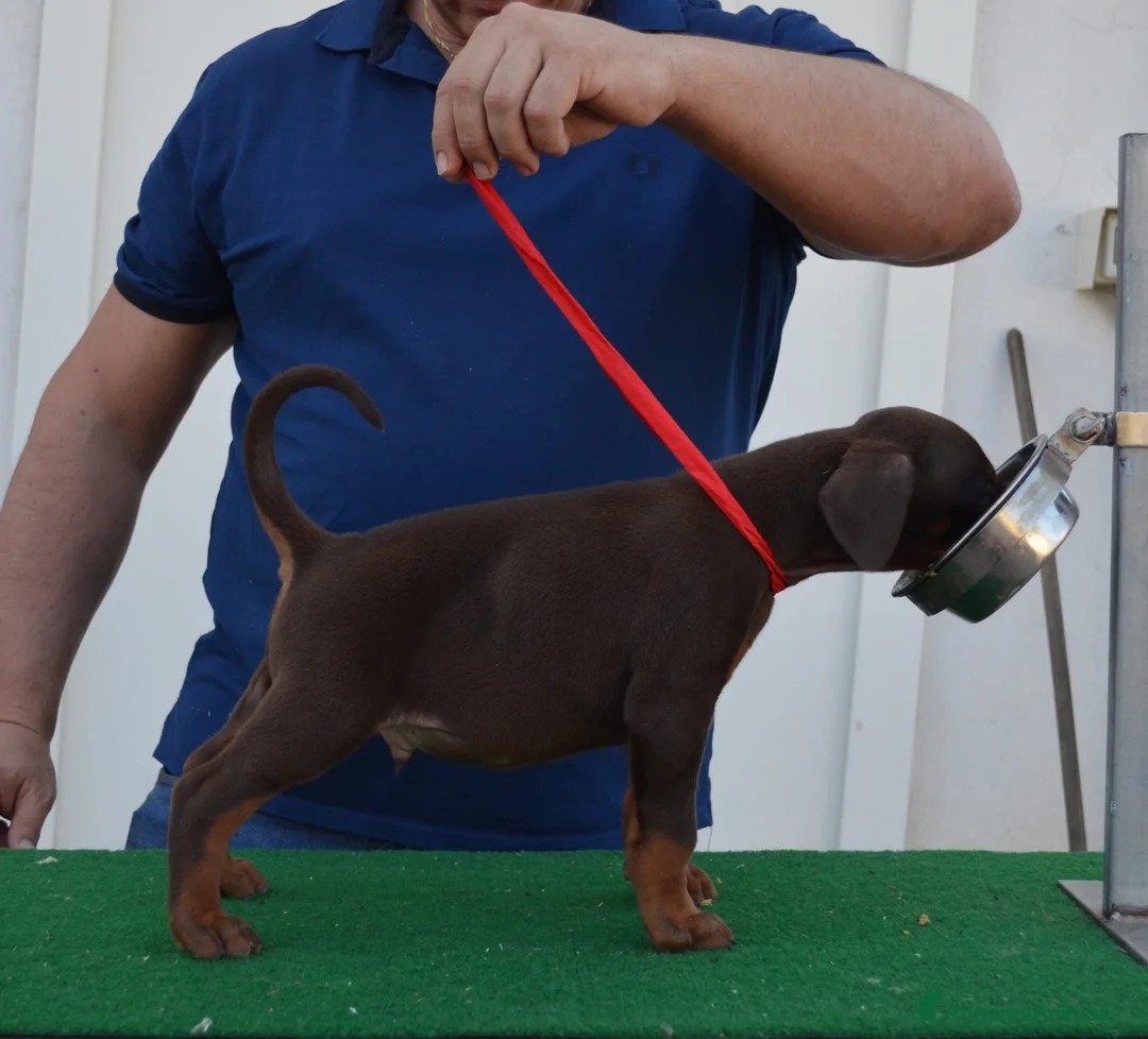 Dobermann cani in vendita: cuccioli di dobermann di altissima genealogia  a Provincia di Pescara - Annuncio 1