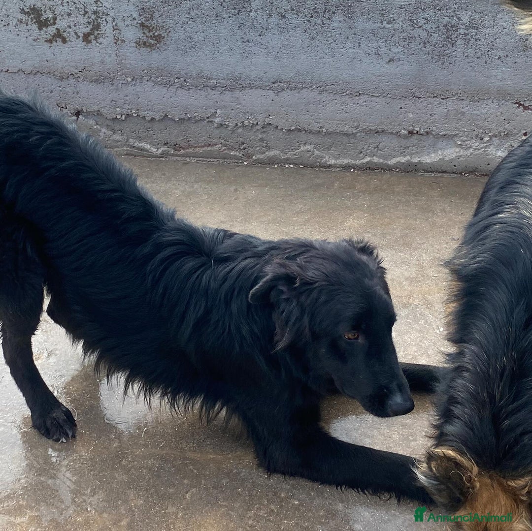 Altre razze cani in regalo: Anubi incrocio PASTORE BELGA in adozione a Latina - Annuncio 6