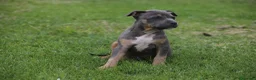 Pitbull cani in vendita: Cuccioli Pit Bull pronta consegna  - Annuncio 18