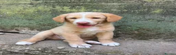 Meticcio cani in regalo: Milo cerca casa 🏡 - Annuncio 14