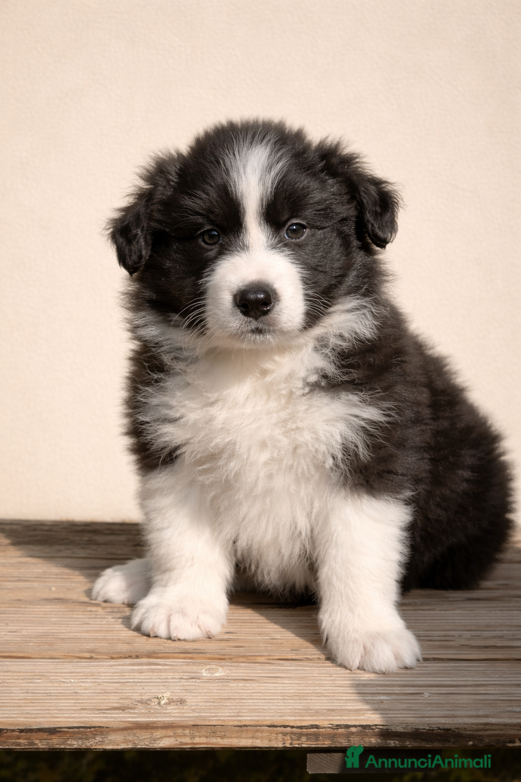 Border Collie cani Cuccioli di Border Collie con Pedigree ENCI - Annuncio 27