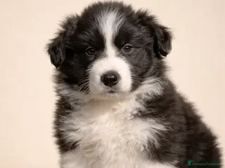 Border Collie cani Cuccioli di Border Collie con Pedigree ENCI - Annuncio 27