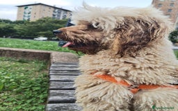 Barboncino cani per accoppiamento: GentilCane cerca Fidanzata - Immagine 6