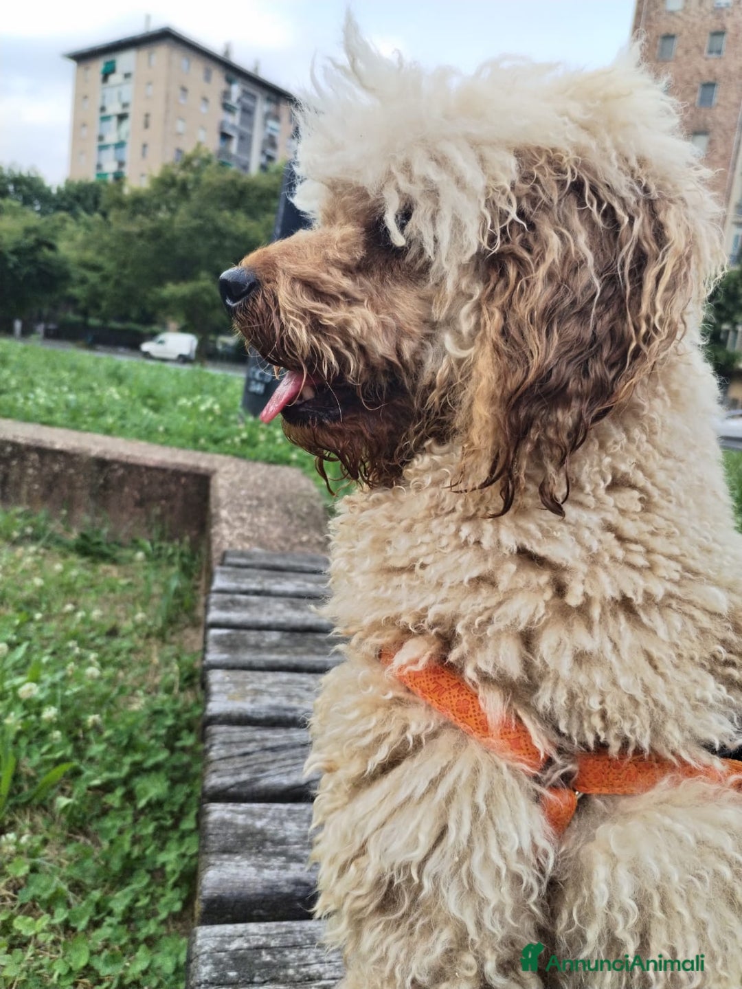 Barboncino cani per accoppiamento: GentilCane cerca Fidanzata - Immagine 6