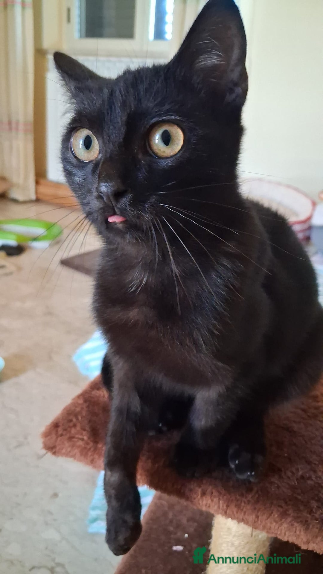 Meticcio gatti in regalo: GATTA E GATTINO SPECIALI - Annuncio 10