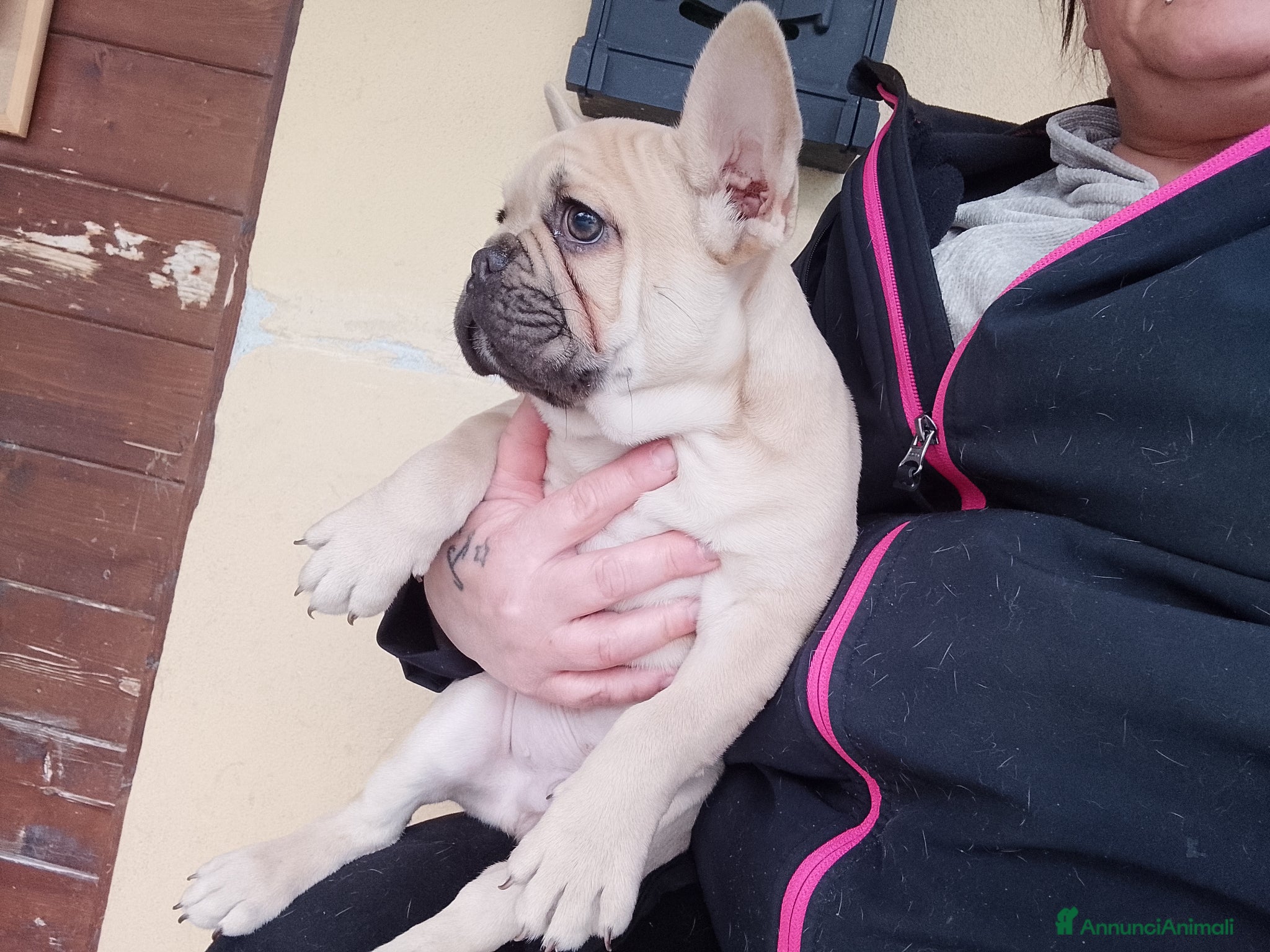 Bulldog Francese cani Bulldog francese  - Annuncio 1