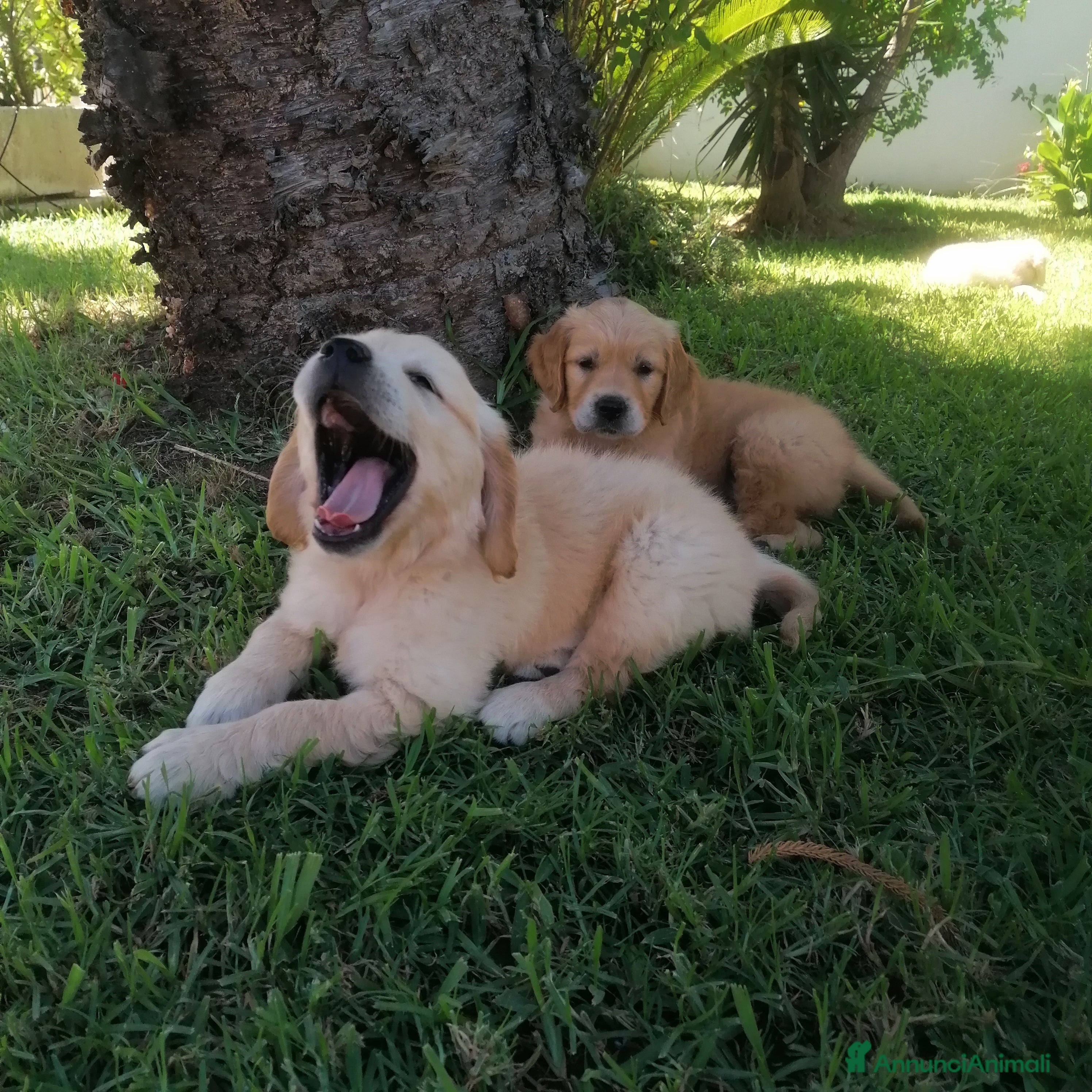 Golden Retriever cani Cuccioli di Golden Retriever PRENOTAZIONE - Annuncio 25