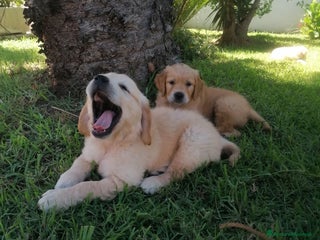 Golden Retriever cani Cuccioli di Golden Retriever PRENOTAZIONE - Annuncio 37