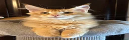 Maine Coon gatti in vendita: Maine Coon  - Annuncio 2