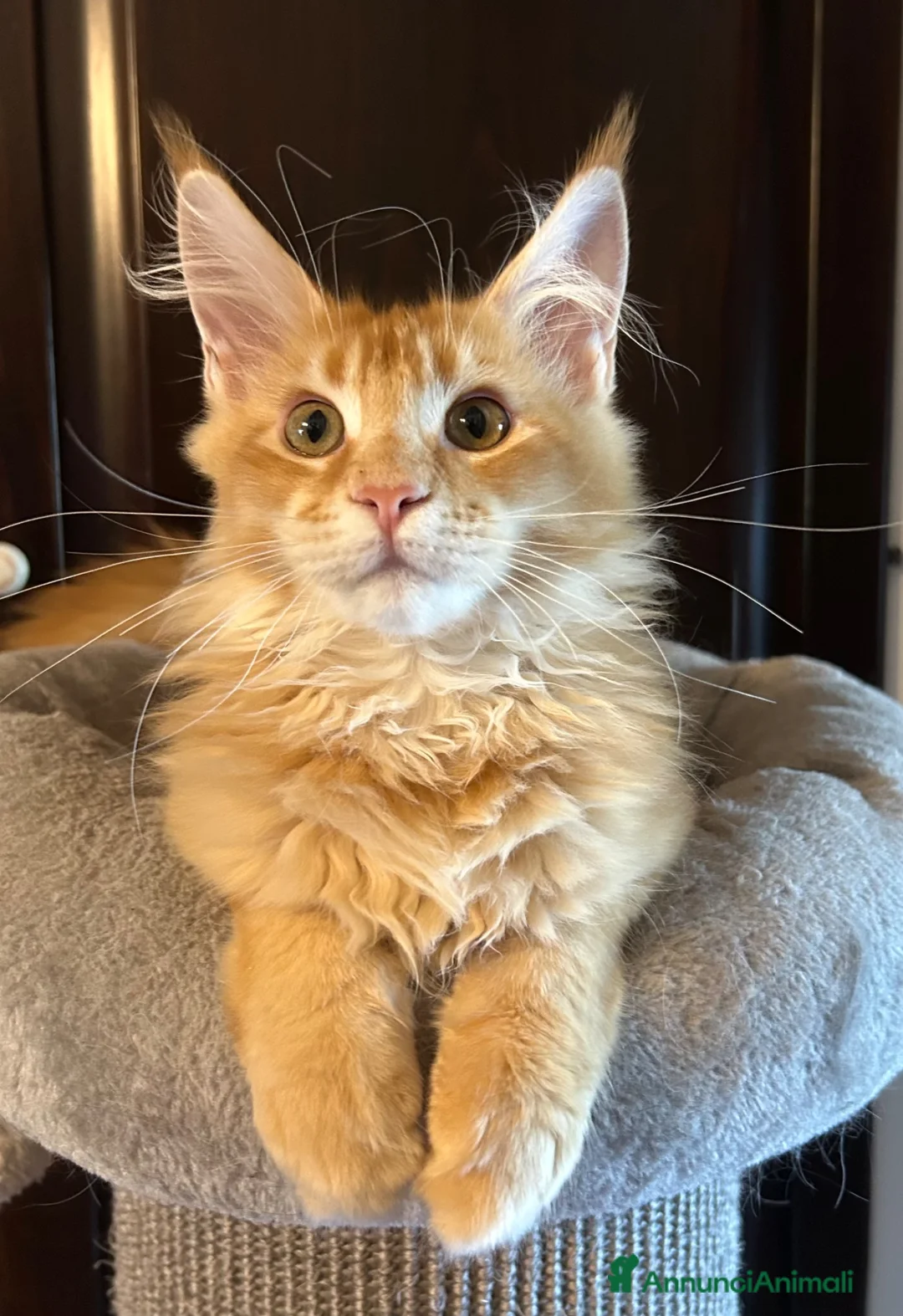 Maine Coon gatti in vendita: Maine Coon  - Annuncio 2