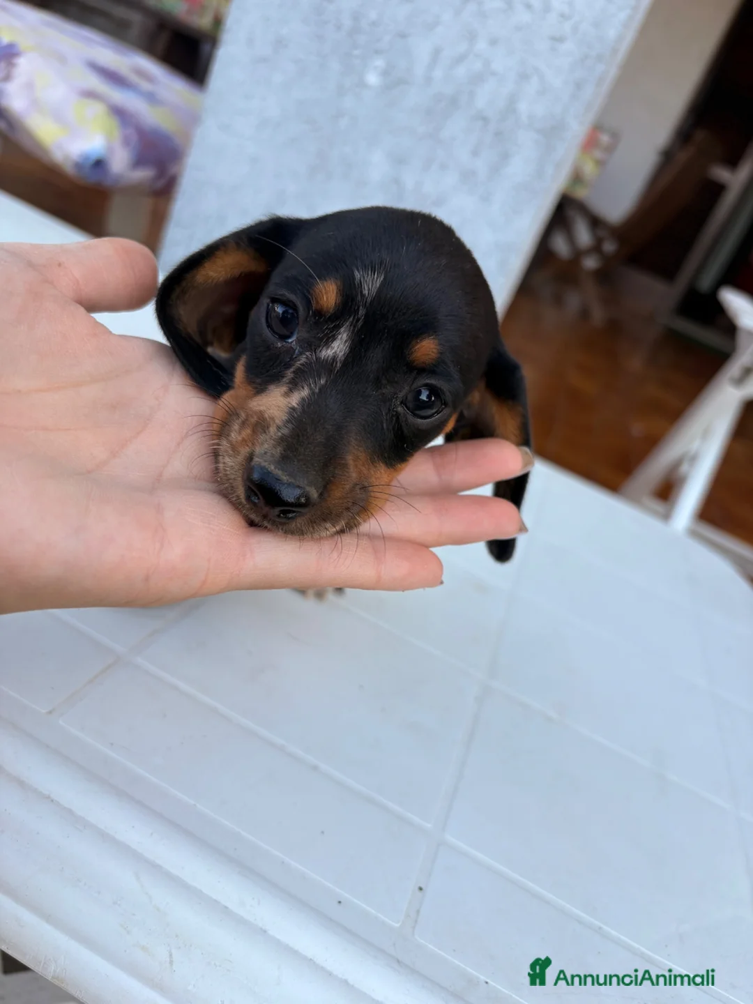 Bassotto cani in vendita: Bassottina - Annuncio 9