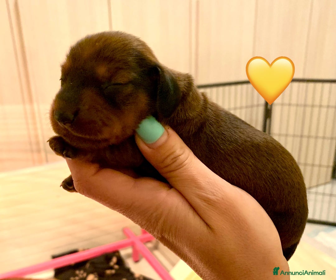 Bassotto cani in vendita: CUCCIOLI BASSOTTO NANO PELO CORTO - Annuncio 3