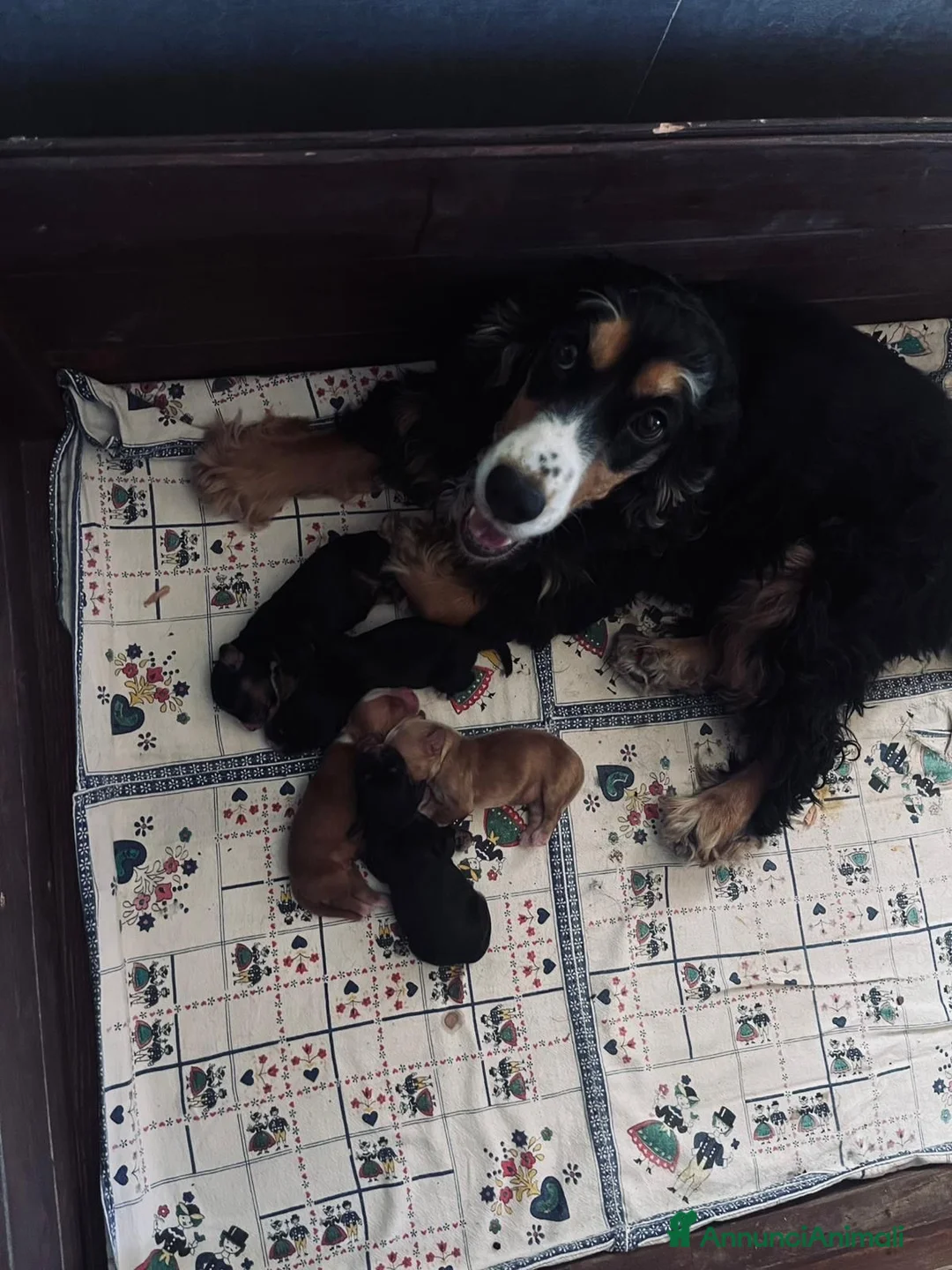 Cocker cani in vendita: VENDO CUCCIOLI COCKER SPANIEL INGLESE - Annuncio 7