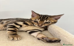 Bengala gatti in vendita: Cuccioli bengala a Provincia di Como - Immagine 4