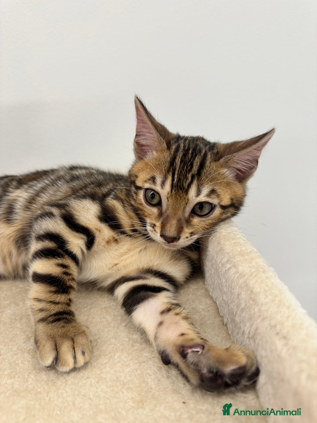 Bengala gatti in vendita: Cuccioli bengala a Provincia di Como - Immagine 4