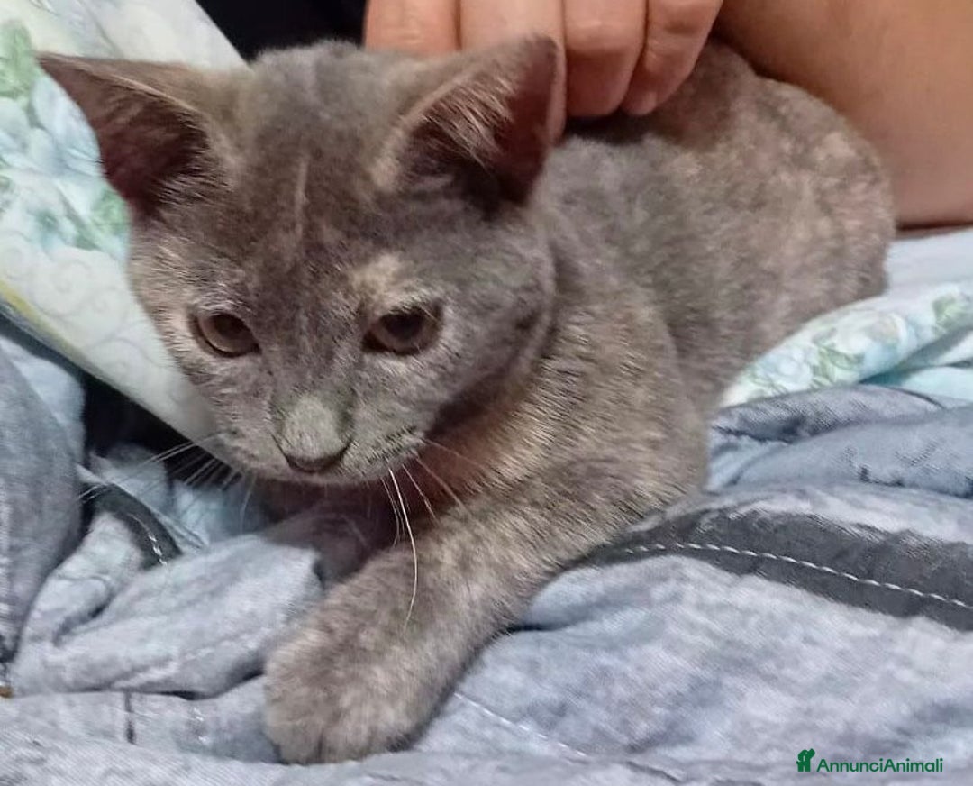 Meticcio gatti in regalo: MI ADOTTI? SONO TEMPESTA - Annuncio 2