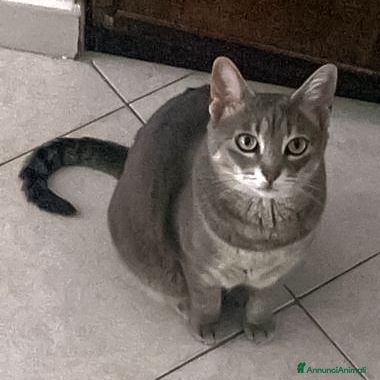 Altre razze gatti Sofia  - Annuncio 4