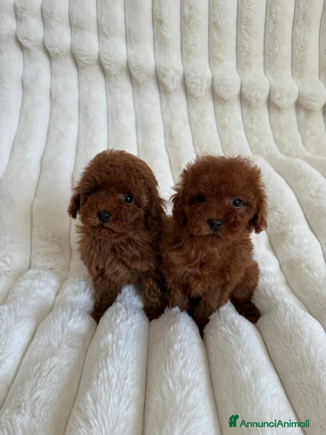 Barboncino Toy cani in vendita: Barboncino Toy Red disponibili - Annuncio 2