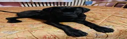 Cane Corso cani in vendita: Cane Corso Maschio 5 Mesi Tigrato Nero - Annuncio 4