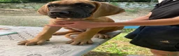 Alano cani in vendita: Alano cuccioli  - Annuncio 4
