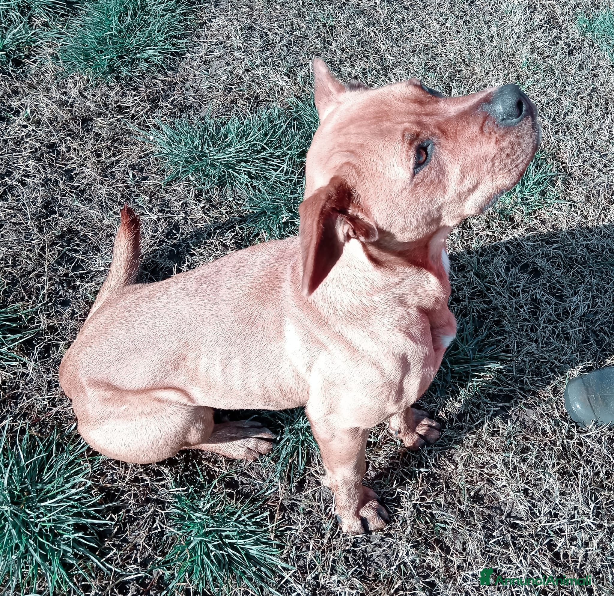 Altre razze cani LAYLa, occhi profondi e tristi a Provincia di Latina - Annuncio 5