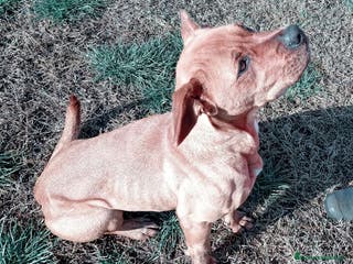 Altre razze cani LAYLa, occhi profondi e tristi a Provincia di Latina - Annuncio 19