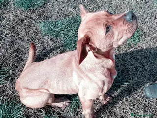 Altre razze cani LAYLa, occhi profondi e tristi a Provincia di Latina - Annuncio 19