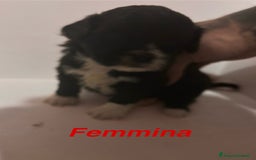 Shih Tzu cani in vendita: Cuccioli Shih Poo a Provincia di Arezzo - Immagine 2
