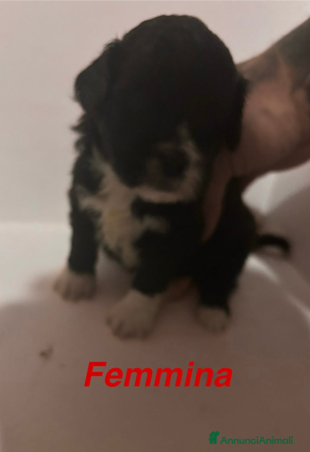 Shih Tzu cani in vendita: Cuccioli Shih Poo a Provincia di Arezzo - Immagine 2