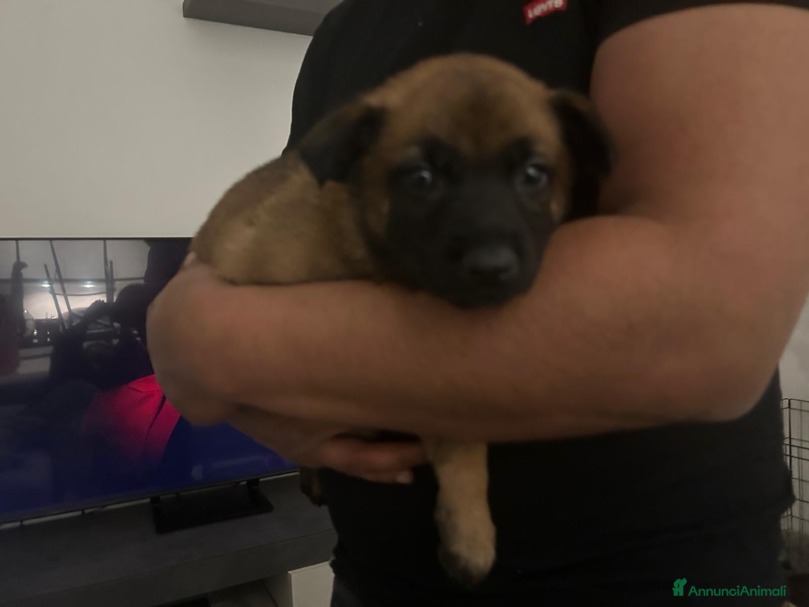Pastore Belga cani Cuccioli di pastore belga Malinois - Annuncio 1