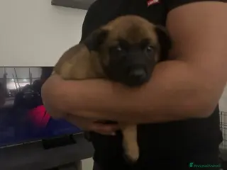 Pastore Belga cani Cuccioli di pastore belga Malinois - Annuncio 6