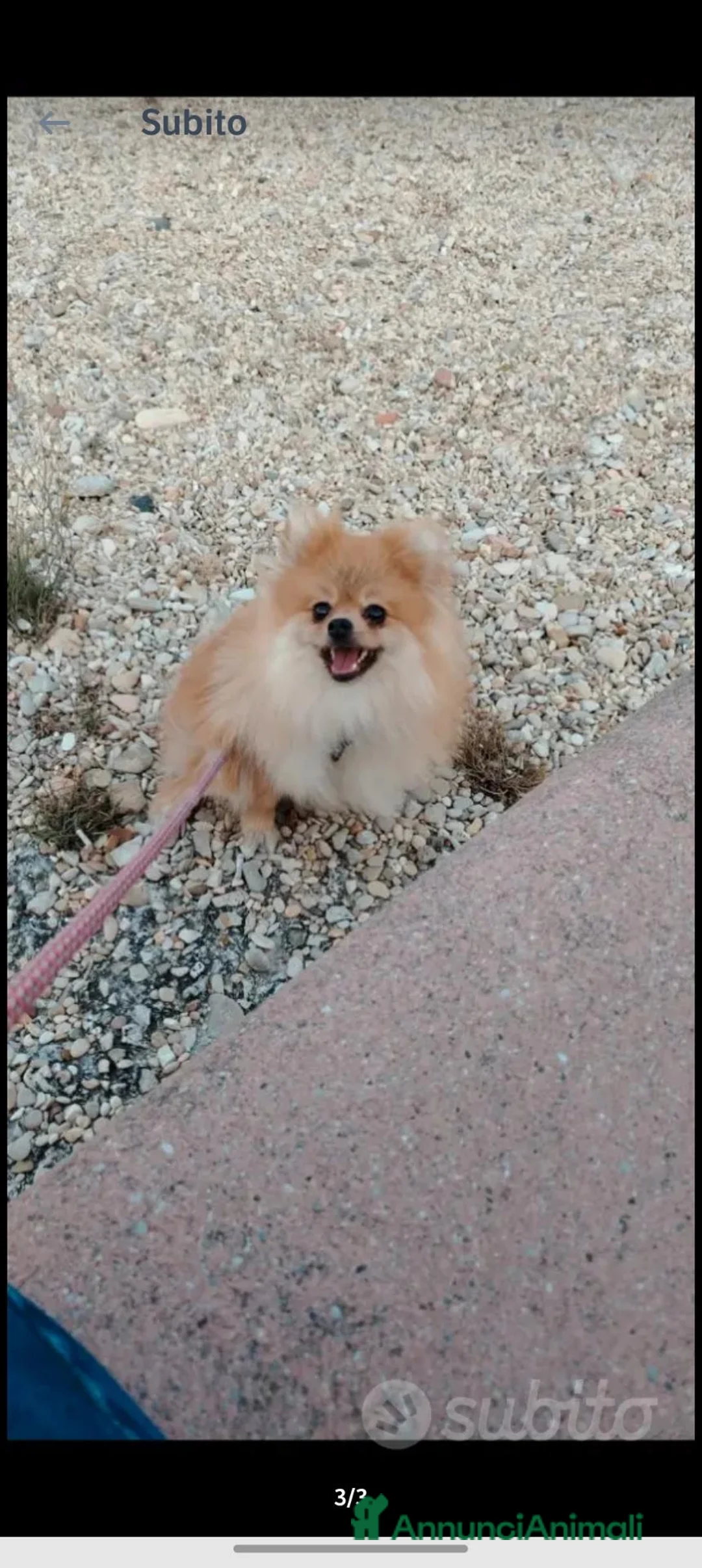 Spitz cani in vendita: VOLPINO SPITZ CON PEDIGREE ENCI - Annuncio 2