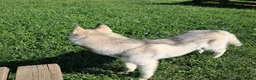 Altre razze cani in regalo: Samia a Provincia di Monza e della Brianza - Annuncio 4