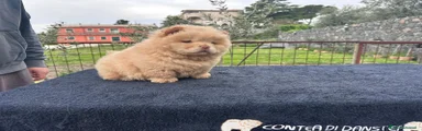 Chow Chow Cucciolo 1