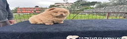 Chow Chow cani in vendita: Chow chow con Pedigree  - Annuncio 2