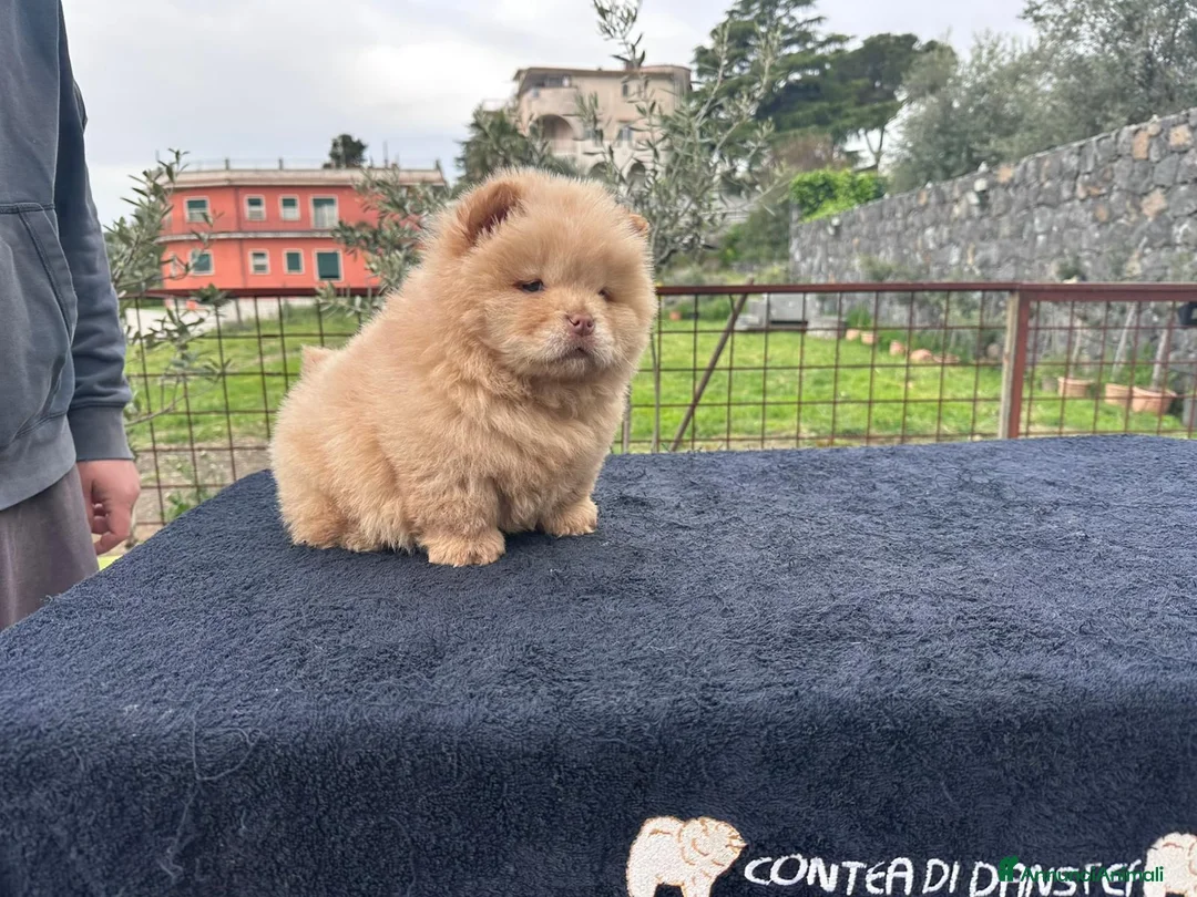 Chow Chow cani in vendita: Chow chow con Pedigree  - Annuncio 2