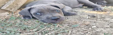 Cane Corso 2