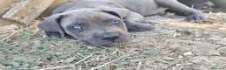 Cane Corso cani in vendita: Ultimi cuccioli di cane corso  a Libero consorzio comunale di Agrigento - Annuncio 5