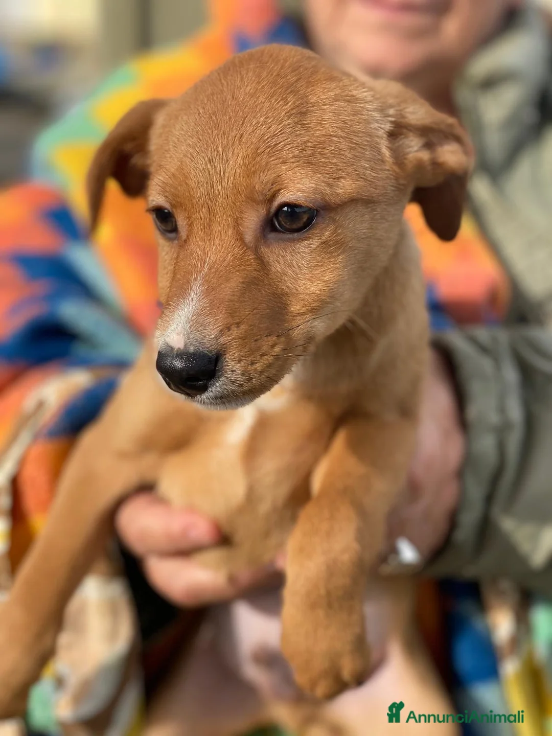 Meticcio cani in regalo: BACK 💙 - cucciolo futura taglia media cerca 🏡  - Annuncio 3