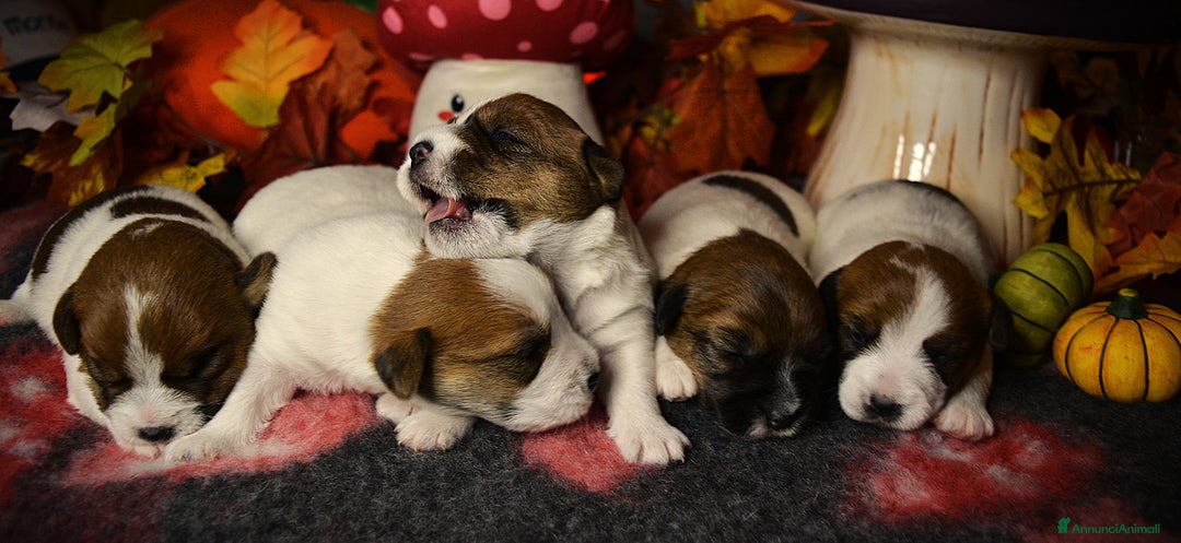 Immagine della galleria {{count}}